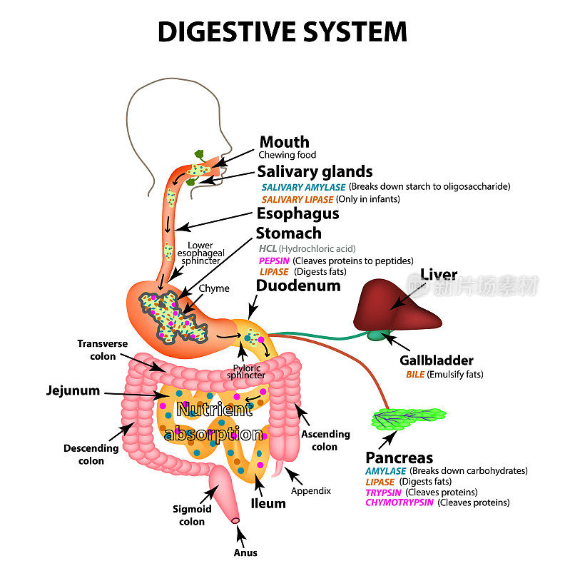 人类的消化系统。解剖结构。碳水化合物、脂肪和蛋白质的消化。酶的胃肠道，胰腺，肝脏，胆囊。新陈代谢。信息图。向量。