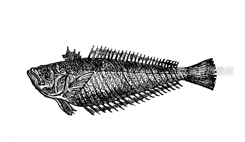 仿古海洋动物雕刻插图:鲈鱼、扁尾鱼科