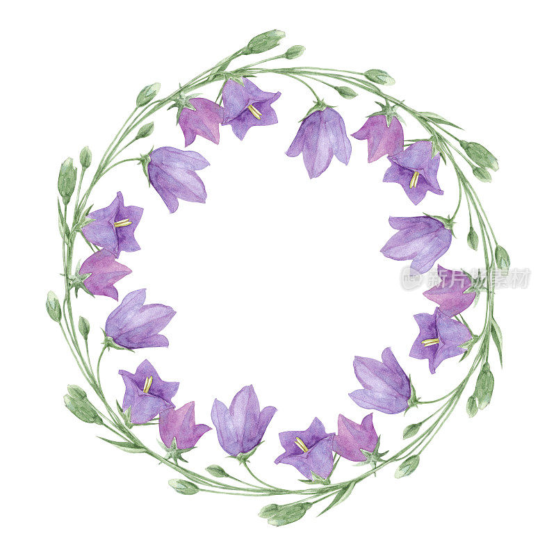 紫色的野风信子花环草甸花，水彩孤立在白色上