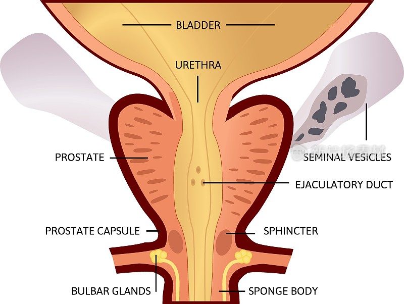 前列腺，男性生殖系统的外分泌腺。在它里面是尿道，它来自膀胱，叫做前列腺尿道，并融合在一起