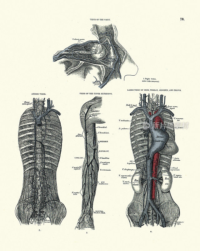 解剖学，眼眶静脉，奇静脉，颈部，胸部，腹部，骨盆，维多利亚解剖学图19世纪