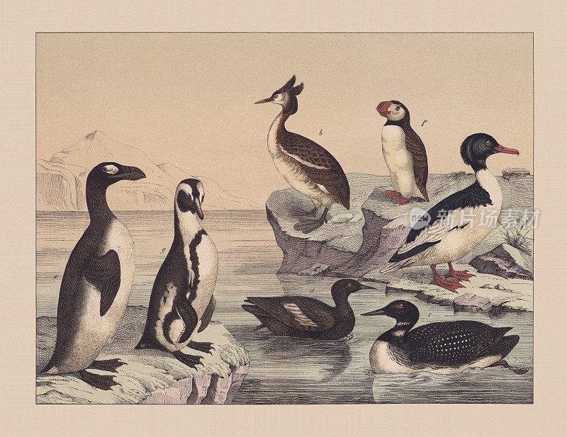 水鸟，手工彩色平版，1882年出版