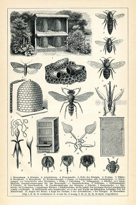 蜜蜂在养蜂业信息图表1898页