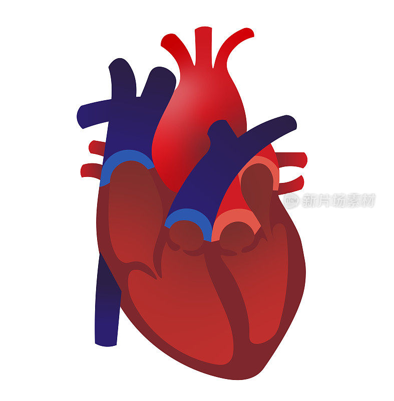 听到解剖学预展。心脏打开，有心室和瓣膜