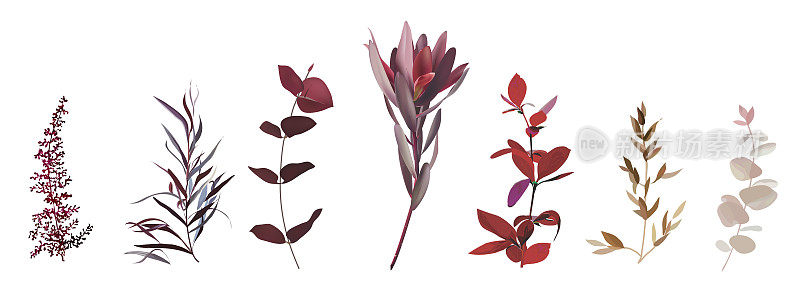 勃艮第红色的热带白银花，桉树，黑色的刺尾草，新妇的茎