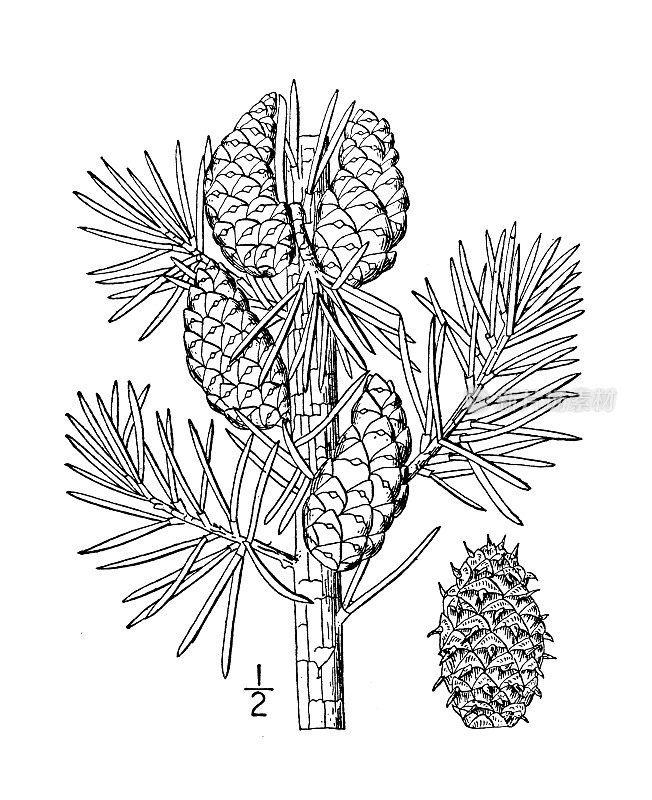 古植物学植物插图:白松、拉布拉多松、灰松