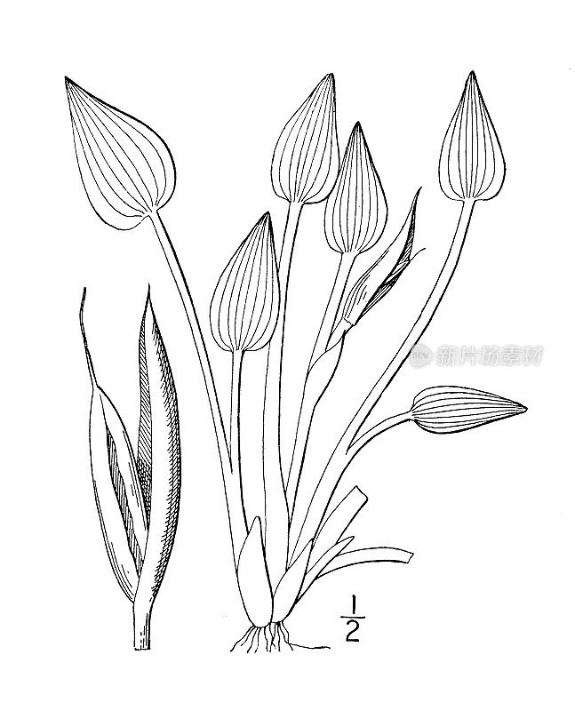 古植物学植物插图:小泥大蕉