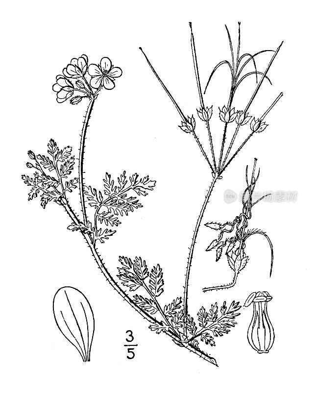 古植物学植物插图:桂皮、铁杉