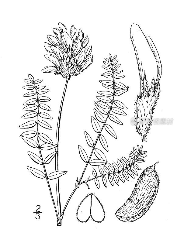 古植物学植物插图:黄芪、紫云英