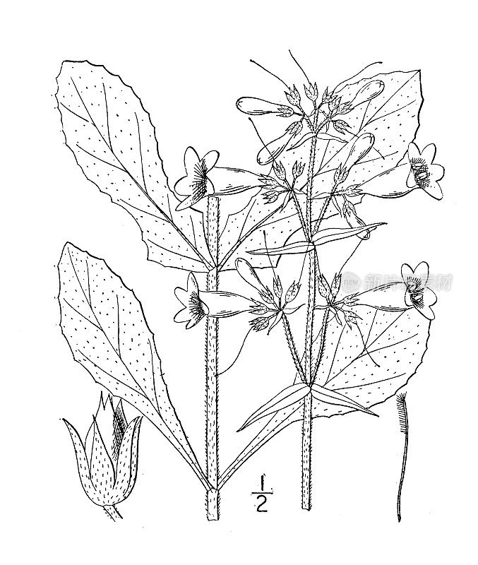 古植物学植物插图:五角峰、灰须舌