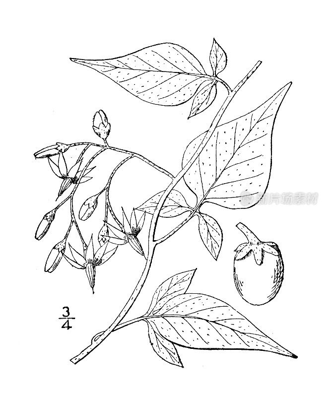 古植物学植物插图:茄属植物、茄属植物、苦瓜