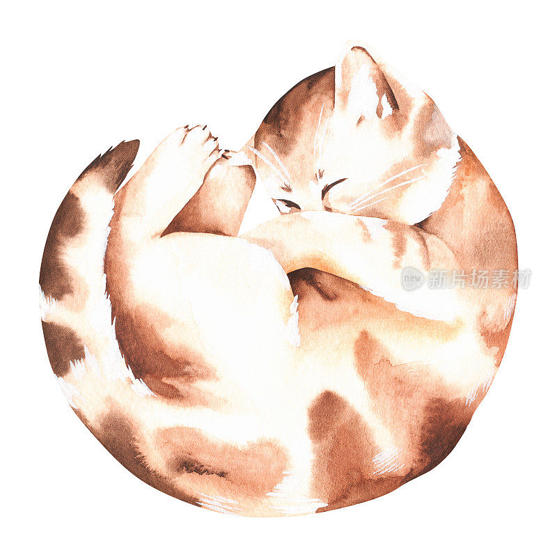 小猫蜷成一团睡觉。水彩插图。孤立在白色背景上。