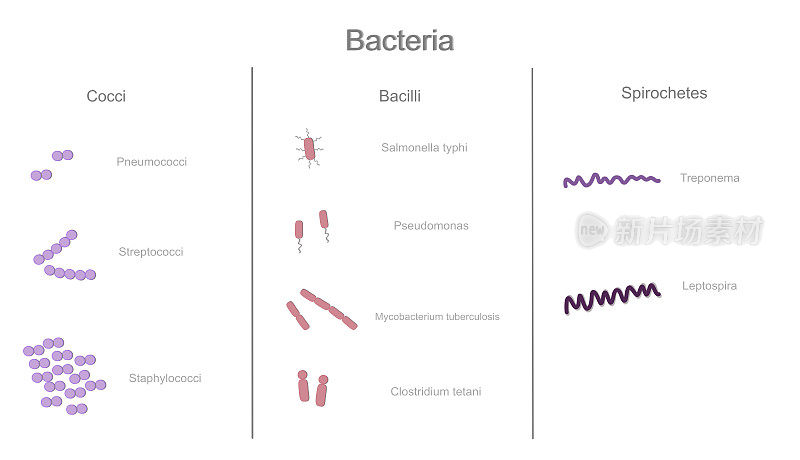 微生物学:细菌分为球菌、杆菌和螺旋体3组，显示每组细菌的示例类型