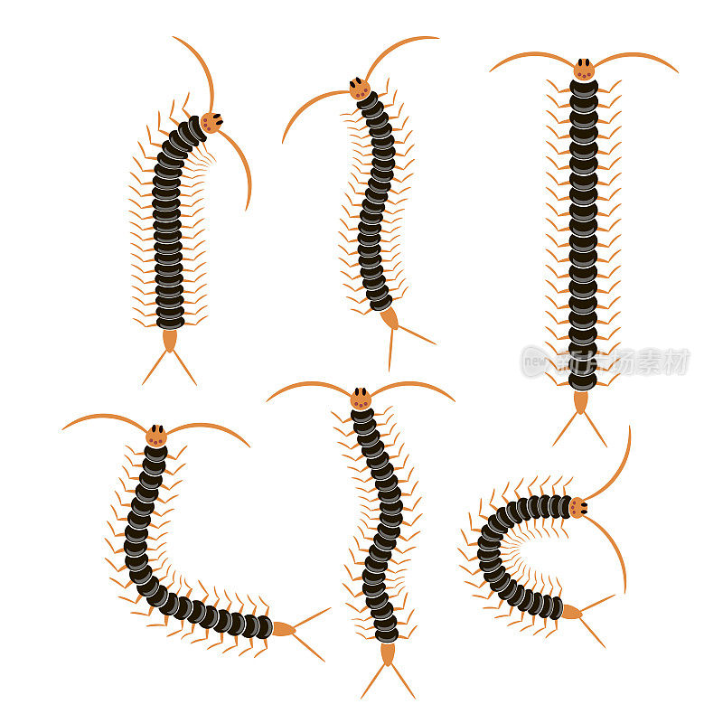 孤立在白色背景上的黑色卡通蜈蚣。巨型感伤动物图标