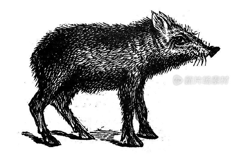 古董雕刻插图:Peccary