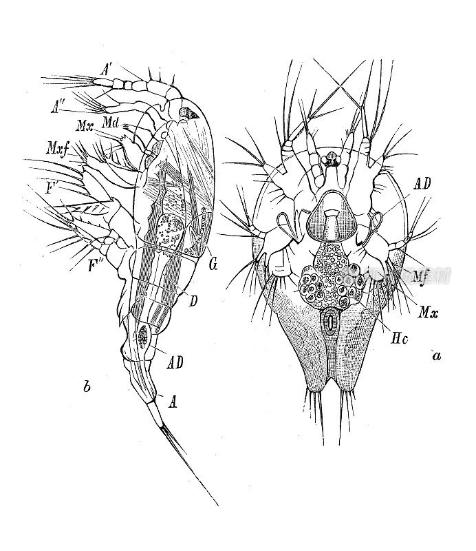 古代生物动物学图像:独眼巨人变形