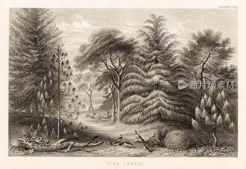松树和鸟雕刻插图1857年