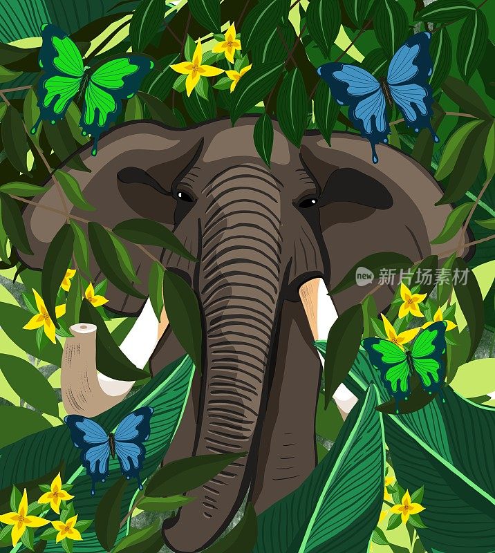 丛林中的大象