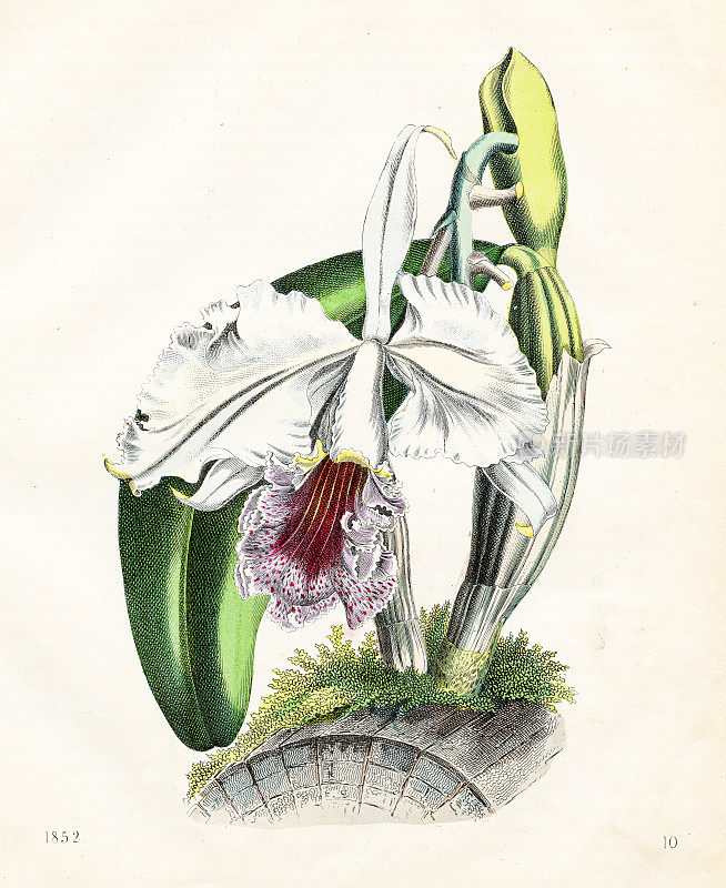 卡地亚兰花-非常罕见的盘子从“世界之书”1852年