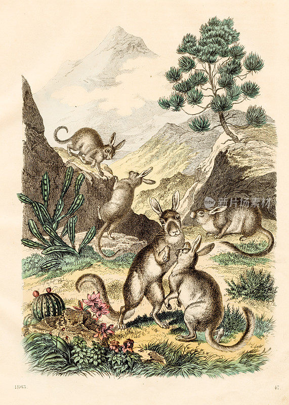 山鼠兔――1863年《世界之书》中非常罕见的盘子