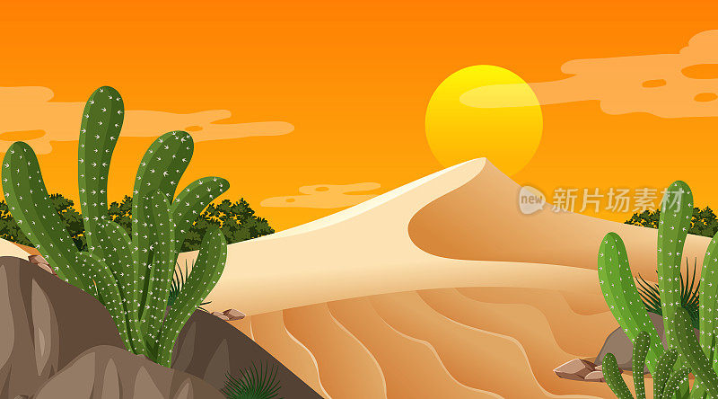 沙漠森林景观在日落时分景色中有许多仙人掌