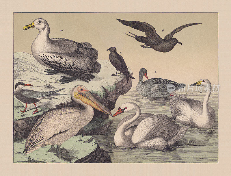 水鸟，手工彩色平版，1882年出版