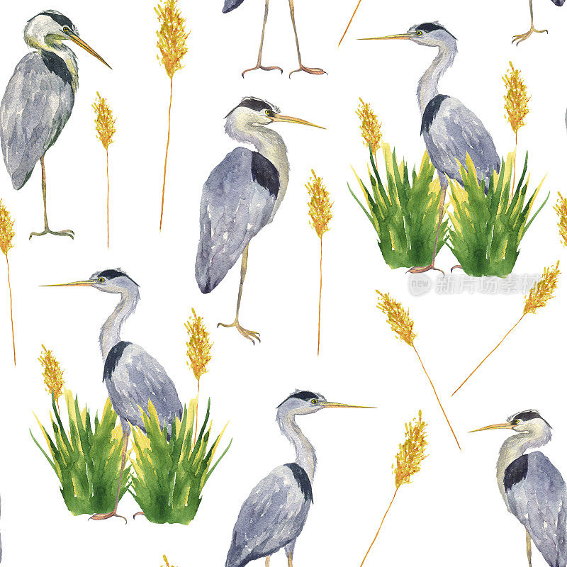 水彩苍鹭鸟鹤芦苇草孤立在白色背景。手绘灰鹭插图。纺织、壁纸无缝图案。