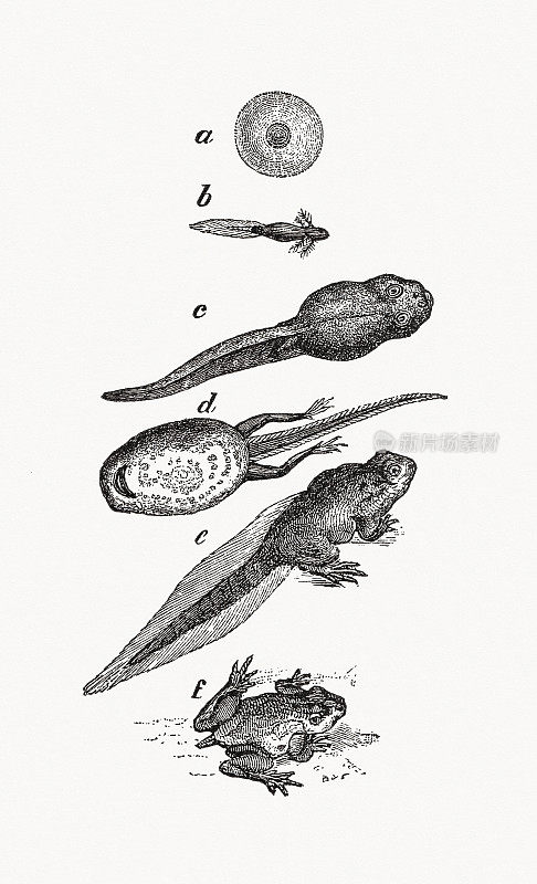 青蛙发展阶段，木刻，出版于1889年