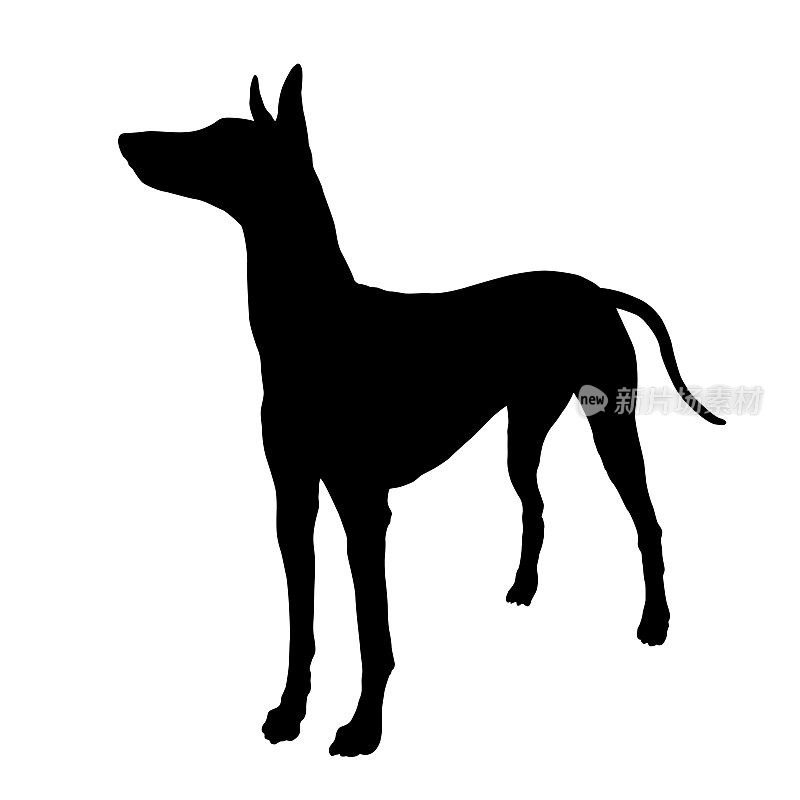 站立法老王猎犬小狗。黑狗轮廓。宠物的动物。孤立在一个白色的背景。