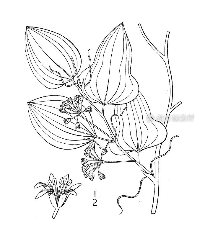 古植物学植物插图:菝葜伪中国，长柄青藤