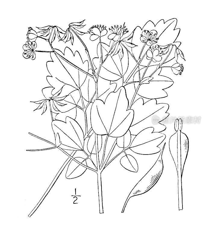 古植物学植物图例:大理石、山间草甸