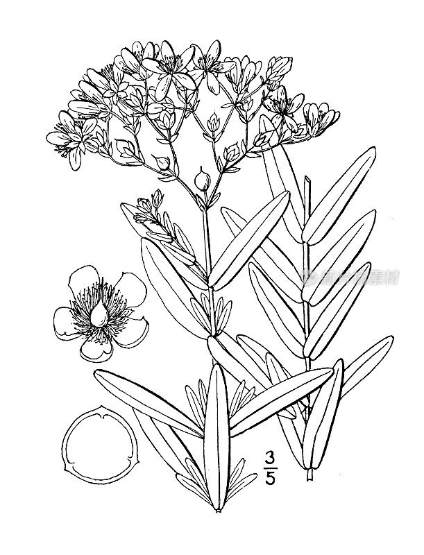 古植物学植物插图:金丝桃，圆荚圣约翰草