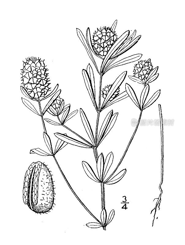 古植物学植物插图:十字花科远志、沼泽牛膝