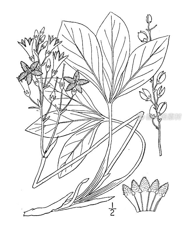 古植物学植物插图:梅花、荞麦