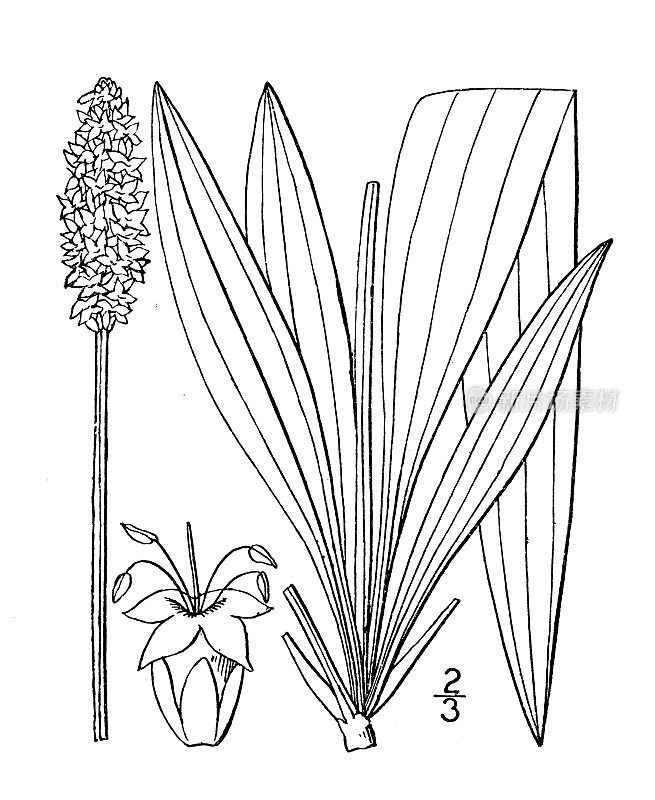 古植物学植物插图:车前草、英国车前草