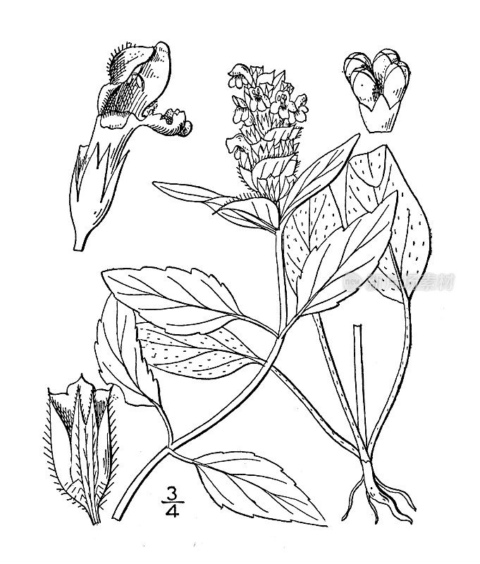 古植物学植物插图:夏枯草，自愈