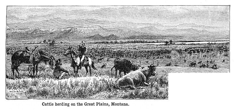 蒙大拿州大平原上放牧的牛群——雕刻黑白1898年