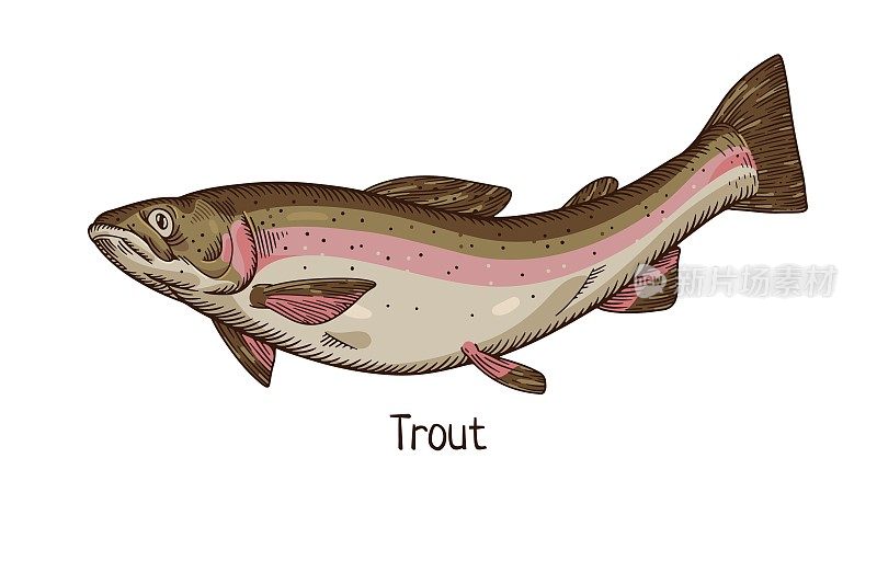 彩虹鳟鱼，古董画。现实的河流淡水鱼，北方冷水动物物种绘制在复古风格，侧视图。详细的矢量插图隔离在白色背景上