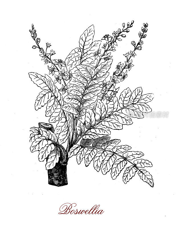麝香树一种热带树木，原产于亚洲和非洲，以用于香水和熏香的芳香树脂而闻名。