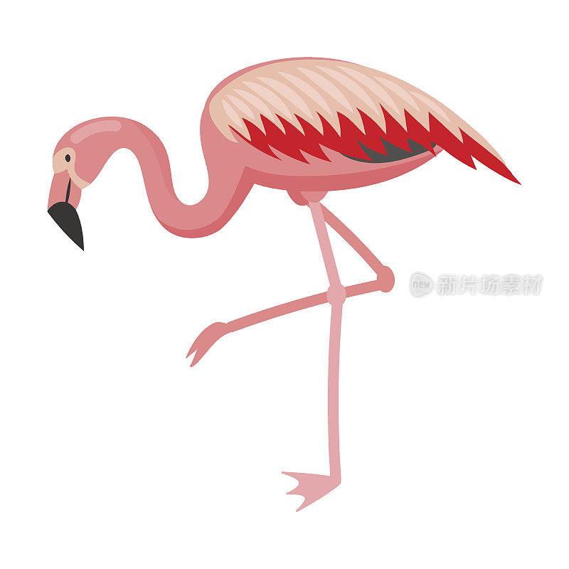 火烈鸟卡通矢量插图。粉红色的小鸟飞翔、站立、进食、表达爱意。假期,野生动物