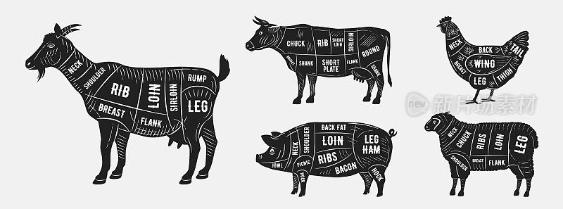 屠夫指南套装。山羊，羔羊，牛，鸡，猪肉剪影。肉图。切肉。矢量图