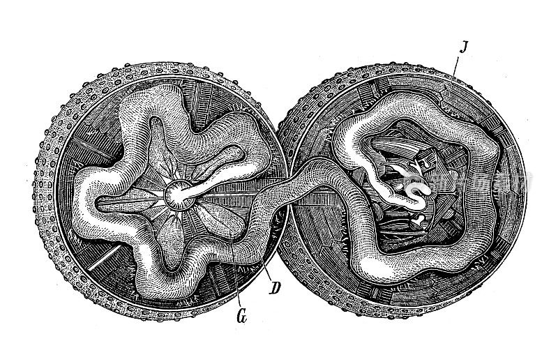 古董生物动物学图像:海胆