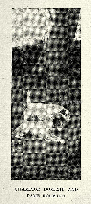 一对狐梗，狗，维多利亚19世纪90年代，19世纪