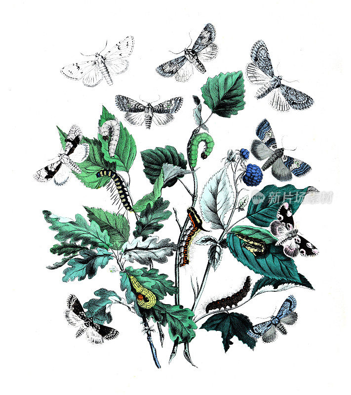 蝴蝶纺织。鳞翅目插图。复古纺织图案蝴蝶。插图。蝴蝶的海报。植物的海报。生物多样性。绿色的大自然。自然的壁纸。