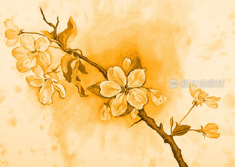 插图水彩画景观开花苹果树枝在棕褐色