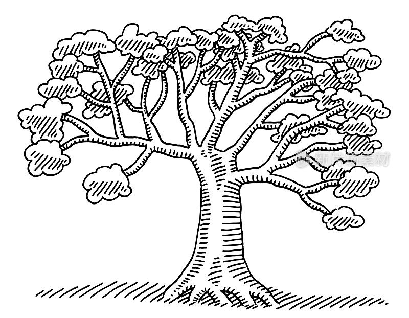 落叶树符号绘图