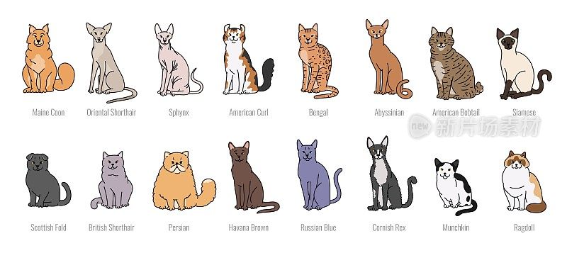 流行猫品种脸矢量线素描孤立插图。