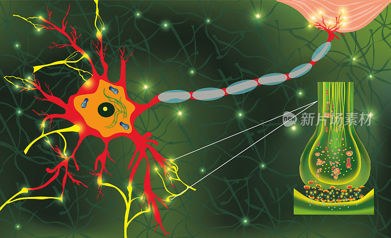 解剖学neyron细胞。在生物体中传递脉冲信号。信号在大脑中。大脑中的神经连接形成思想和概念学习。结构尼龙教育
