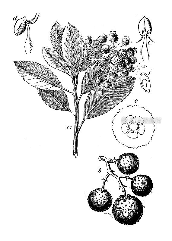 古董插图，植物学:杨梅，草莓树