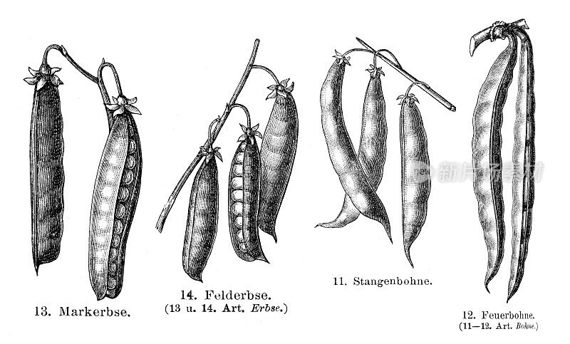 1897年豌豆和菜豆插图